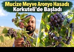 Korkuteli'de Mucize Meyve Aranyo hasad�
